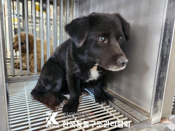 한국동물구조관리협회_441409202500466